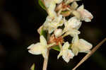 Dogtongue buckwheat